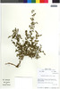 Flora of the Lomas Formations: Chamaesyce serpens (Kunth) Small, Peru, M. O. Dillon 4768, F
