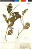 Flora of the Lomas Formations: Croton alnifolius Lam., Peru, J. F. Macbride 5934, F