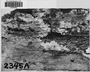 Fresh specimen image for C0283009F