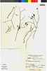 Flora of the Lomas Formations: Euphorbia viridis (Klotzsch & Garcke) Boiss., Peru, S. Llatas Quiroz 766, F
