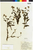 Flora of the Lomas Formations: Senecio smithianus Cabrera, Peru, R. Ferreyra 6491, F