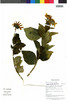Flora of the Lomas Formations: Viguiera weberbaueri S. F. Blake, Peru, M. Ackermann 428, F