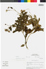 Flora of the Lomas Formations: Lomanthus B. Nord. & Pelser, Peru, M. O. Dillon 3601, F