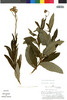 Flora of the Lomas Formations: Lomanthus truxillensis (Cabrera) B. Nord., Peru, M. O. Dillon 3043, F