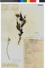 Flora of the Lomas Formations: Lomanthus subcandidus (A. Gray) B. Nord., Peru, C. Vargas C. 1233, F