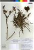 Flora of the Lomas Formations: Alstroemeria violacea Phil., Chile, M. O. Dillon 5320, F
