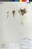 Flora of the Lomas Formations: Alstroemeria graminea Phil., Chile, M. O. Dillon 5190, F