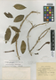 Brunfelsia maliformis image
