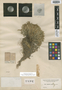 Selaginella humifusa Van Eselt., U.S.A., G. V. Nash 1449, Isotype, F