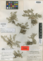 Selaginella pallescens var. acutifolia Stolze, Guatemala, J. A. Steyermark 29293, Holotype, F
