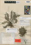 Selaginella longispicata Underw. ex Millsp., Mexico, G. F. Gaumer 825, Isotype, F