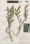 Selaginella meridensis image