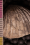 P 6828 bcu