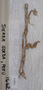 1662.2 cotton cord fragment
