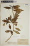 Tabernaemontana citrifolia L., Cuba, J. A. Shafer 4348, F