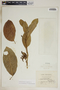 Tabernaemontana laurifolia L., Jamaica, Wm. Harris 9933, F