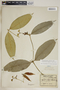 Tabernaemontana undulata Vahl, Trinidad and Tobago, W. E. Broadway 5265, F