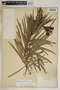 Cascabela thevetia (L.) Lippold, U.S. Virgin Islands, A. E. Ricksecker 278, F