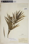 Cascabela thevetia (L.) Lippold, Antigua and Barbuda, H. E. Box 1513, F