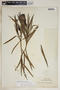 Cascabela thevetia (L.) Lippold, Guadeloupe, A. Duss 2611, F