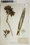 Agave melanacantha Lem. ex Jacobi, Cuba, J. A. Shafer 2770, F