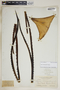 Agave melanacantha Lem. ex Jacobi, Bahamas, N. L. Britton 3038, F