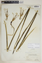 Agave sisalana Perrine, Bahamas, N. L. Britton 5912, F