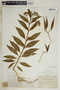 Asclepias curassavica L., Bahamas, A. E. Wight 2a, F