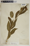 Asclepias curassavica L., U.S. Virgin Islands, C. F. Millspaugh, F