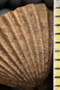 UC 13750 bcu
