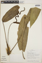 Anthurium circinatum image