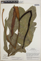 Anthurium clavigerum Poepp., Costa Rica, W. C. Burger 9963, F
