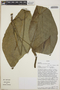Anthurium coclense image