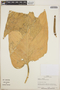 Anthurium colonicum image
