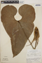 Anthurium concinnatum Schott, Costa Rica, P. H. Raven 20945, F
