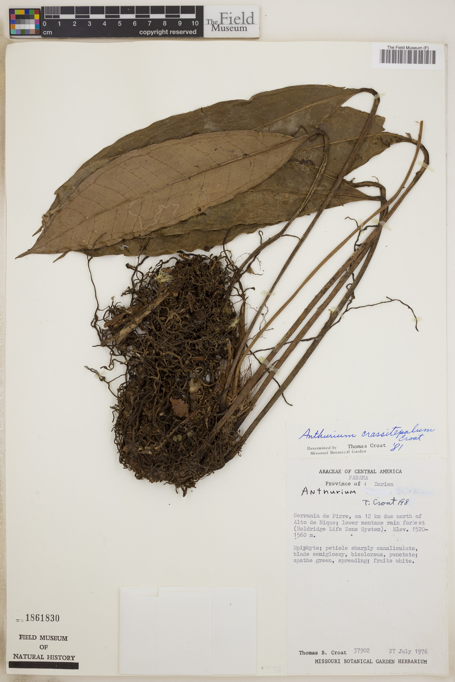 Anthurium crassitepalum image