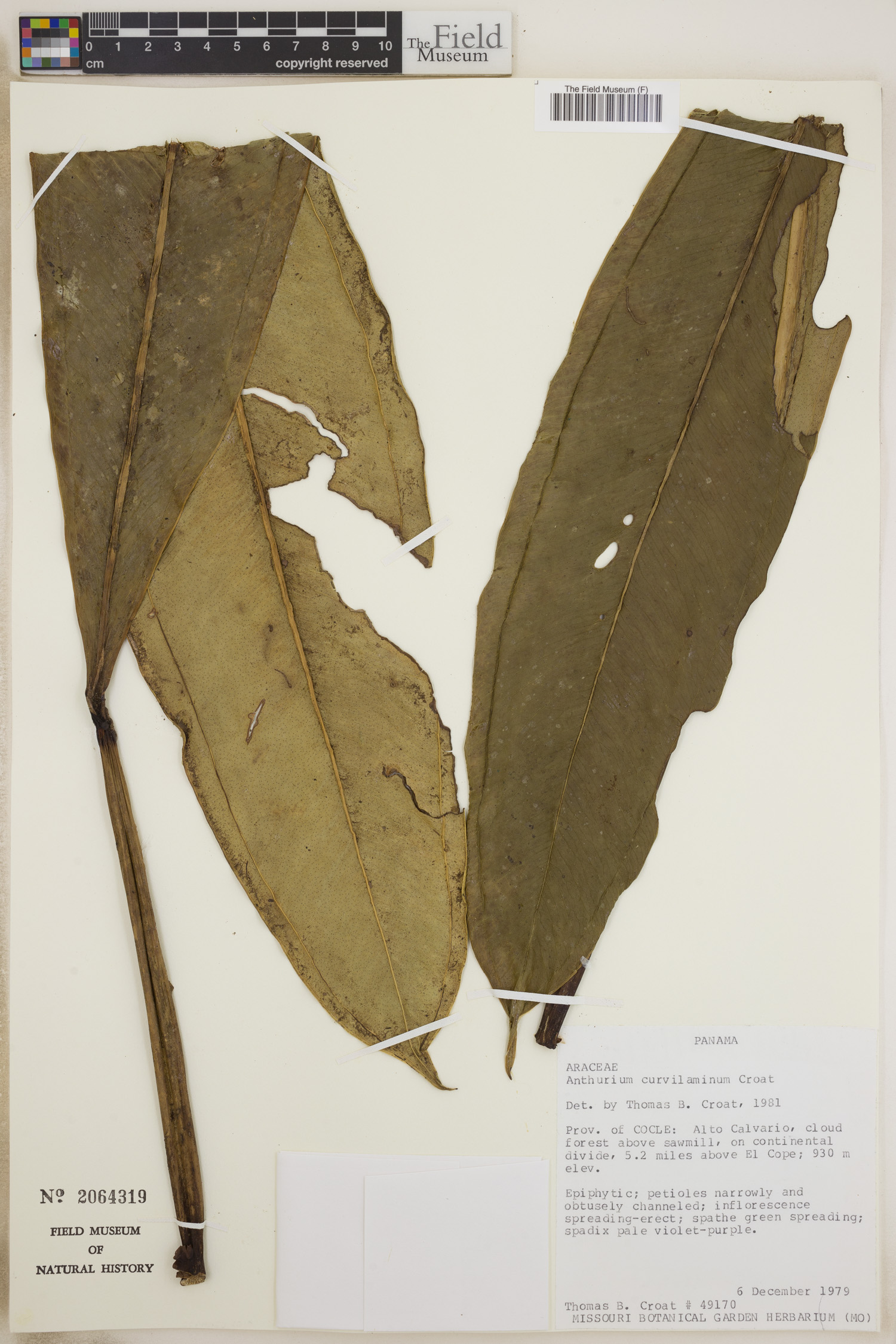 Anthurium curvilaminum image