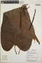 Anthurium cuspidatum image
