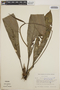 Anthurium fragrantissimum image
