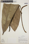 Anthurium hacumense Engl., Panama, T. B. Croat 33687, F
