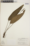Anthurium lancifolium Schott, Panama, W. H. Lewis 1905, F