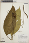 Anthurium lancifolium Schott, Panama, T. B. Croat 27123, F