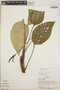 Anthurium melastomatis Croat, Panama, J. P. Folsom 7101, F
