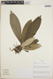 Anthurium michelii Guillaumin, Panama, T. B. Croat 60486, F