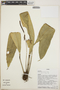 Anthurium redolens image