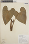 Anthurium roseospadix image