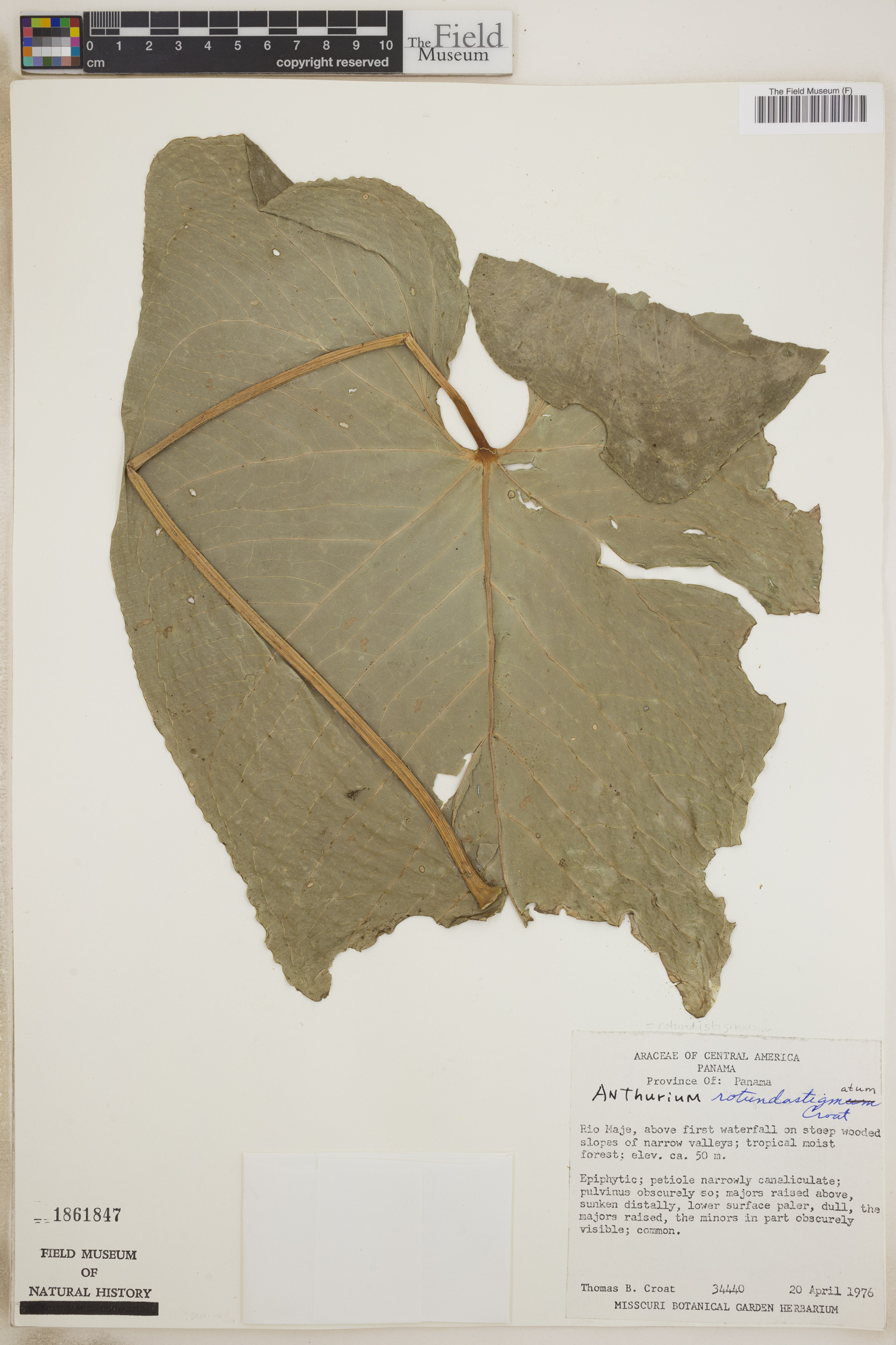 Anthurium rotundistigmatum image