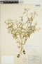 Euphorbia macropus (Klotzsch & Garcke) Boiss., Mexico, C. G. Pringle 1359, F