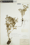 Euphorbia macropus (Klotzsch & Garcke) Boiss., Mexico, C. G. Pringle 11165, F