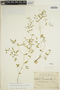 Euphorbia macropus (Klotzsch & Garcke) Boiss., Mexico, H. S. Gentry 1730, F